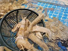 -集品鲜湾·蒸汽海鲜自助料理(青岛银座和谐广场店)