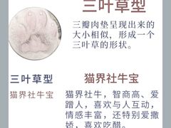 -翊宠yipet猫狗购宠庄园犬舍•猫舍