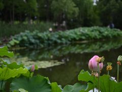 -陈家山荷花公园