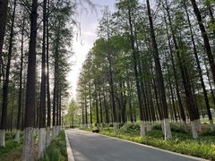 -昆山城市生态森林公园