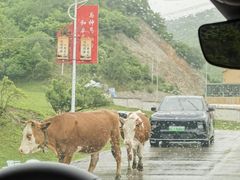 -关山草原