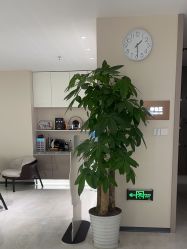 -北京楚诺医疗美容