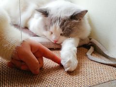 -Meowの猫咖(万家丽店)