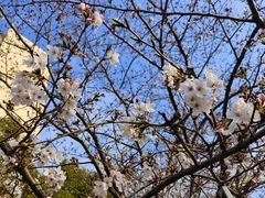 -高东镇樱花园