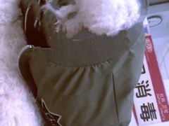 -北京观赏动物医院·24小时大型综合·猫专科·异宠专科