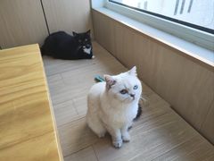 -鼓捣猫呢主题猫咖店