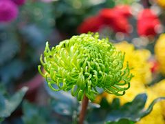 -上海共青森林公园