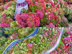 -贵州百里杜鹃风景名胜区