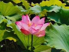 -至潮餐厅精致粤菜·活鲈鱼·走地鸡(珠江新城店)