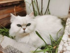 -喵屿·大理花园猫咖