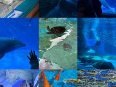 -海合安成都极地海洋公园