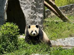-卧龙中华大熊猫苑神树坪基地