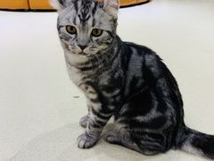 -藏猫猫咖啡主题馆(中央大道店)