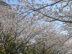 -高东镇樱花园