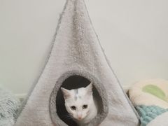 -艾贝尔宠物诊疗