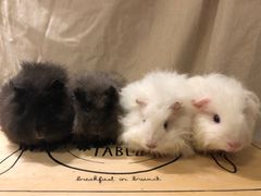 -雨林宠物医院 非犬猫异宠专科