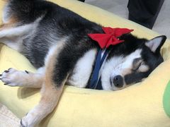 -逗柴咖啡屋·狗咖猫咖宠物桌游