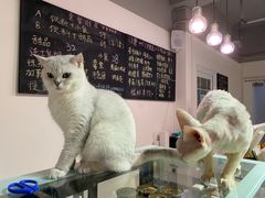 -Heymao猫咖.咖啡厅(东门店)