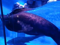 -上海海昌海洋公园-冰山北极馆