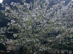 景点-武汉大学-樱园