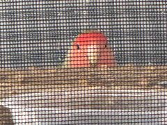 -必胜客(桐乡吾悦广场店)