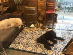 -more than meow吴止猫主题餐厅(承德 中船汇店)