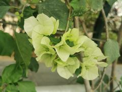 -上海鲜花港