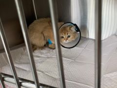 -艾贝尔宠物医院·24H转诊中心·肿瘤猫专科(江宁双龙店)