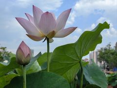 -莲花池公园