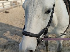 -北京群众马术培训基地