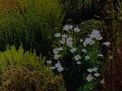 -花博汇(知音花月夜)