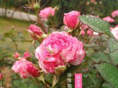 -人民公园(罗湖区)