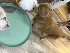 -拜鲁耶动物诊疗中心·宠家动物医院