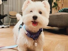 -萌宠之家·腊肠犬·马尔泰·小体犬舍