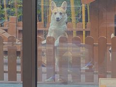 -上海崇明金茂凯悦酒店