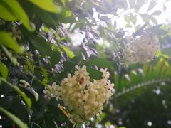 -深圳香格里拉酒店