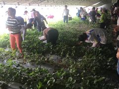 -杨柳青园艺科技博览园