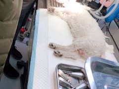 -达爱动物医院·犬猫分区·CT·复杂眼科(远洋山水分院)