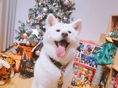 -佐罗家宠物馆·猫文化馆(紫霞路店)