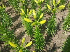 -长春公园(普阳街道)