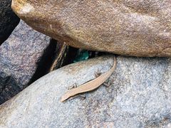 -海南热带雨林国家公园吊罗山景区