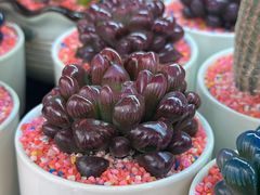 -溪岸路花鸟市场