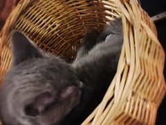 -共舞时光猫咖·狗咖(新街口店)
