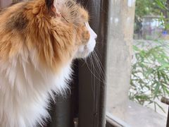 -more than meow吴止猫主题餐厅(承德 中船汇店)