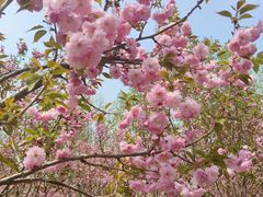 -长白岛森林公园