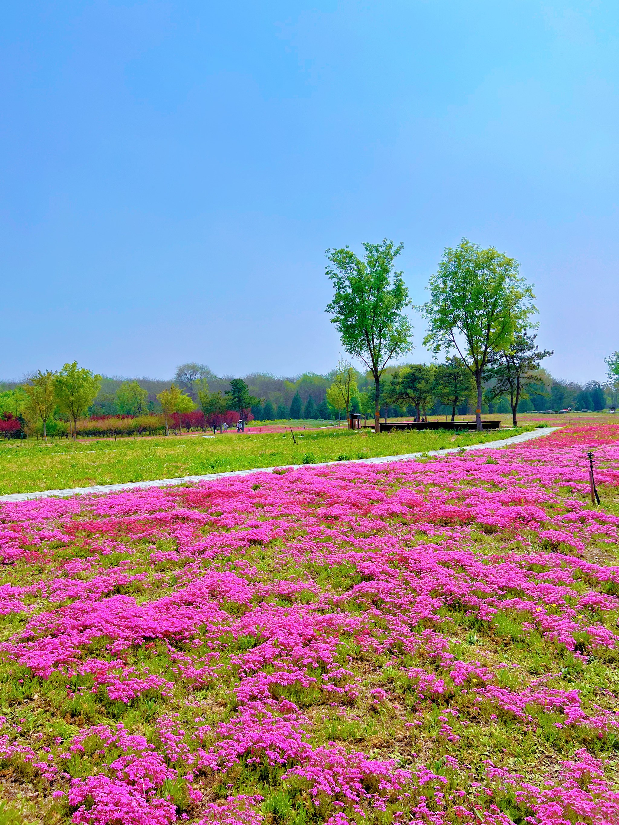 琅岐花海公园图片