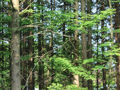 -桤木河湿地公园