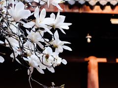 -龙华寺