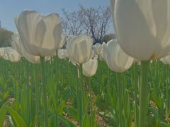 -杭州湾海上花田景区