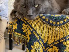 -平行世界·猫咖(首经贸店)